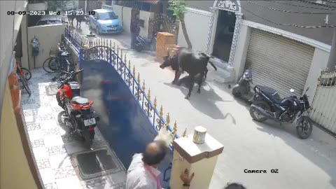 A girl was attacked brutally by a buffalo- live video caught on camera