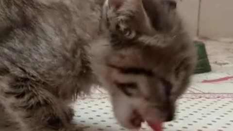 Cute Cat - A kitten Love