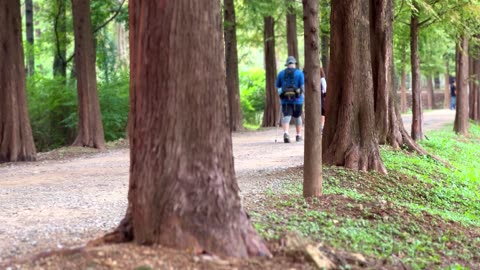 people walking along trails with big trees