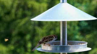 ASMR Baird Sparrow