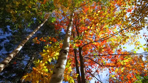 The Beauty of Peak Fall Foliage 🍁 Autumn in New England Part 1-1