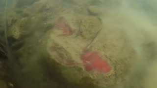 Big Red Bag FOUND Underwater Scuba Diving! What's Inside?