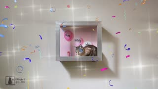 Frame Your Feline Moments: "Happy Birthday to Meow"