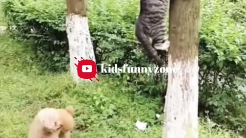 funny animals video | Try Not To Laugh😂😂 #funnyanimals #comedy