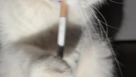 Cat 🐈 smoking 🚬😂🤯