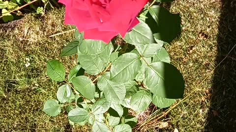 THE LAST ROSE OF SUMMER