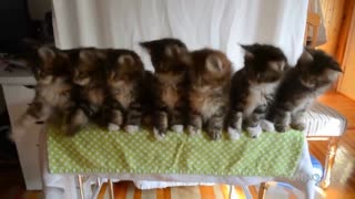 Cute cat videos compilation