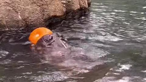 a lot of the animals at the Cincinnati Zoo enjoy this seasonal treat, especially Fiona! 🎃