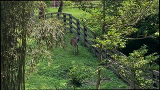 Feeding Deer and getting up close with a beautiful bird.