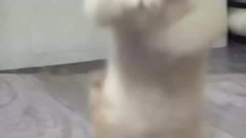 Cat is dancing