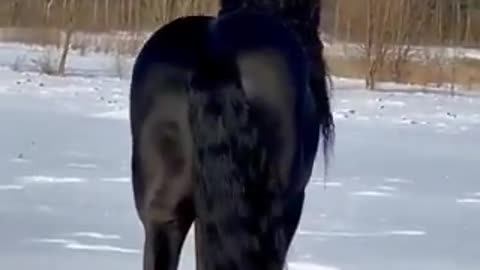 the most handsome horse in the world