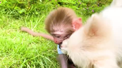 Animals Baby Monkey Eats Mini Food and playing with the puppy and baby rabbit