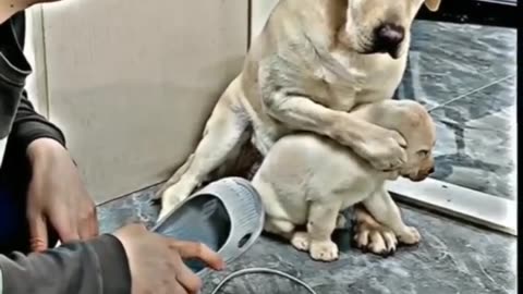 मां का प्यार ❤️❤️❤️ #shorts #doglover #dog #pet #dogvideo #cutedog #oscar