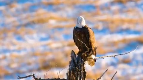 The Bald Eagle - Master of the Sky | Wild Animals Documentary 4K With Calming Music