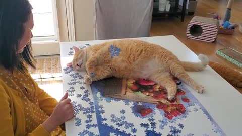 Watch this cat help his owner complete her puzzle