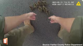 Police Officer Leads Ducklings Off of I-66 in Virginia
