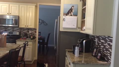 Husky has strange reaction to calendar look-alike