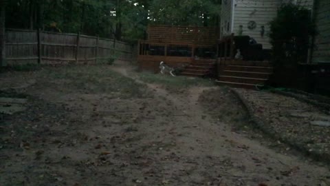 Husky Runs Over Owner
