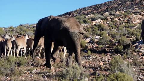 Elephant and a group of goats