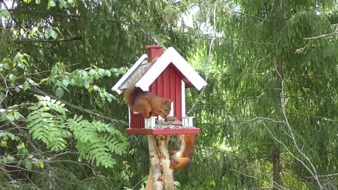 2 Squirrels Are Playing Hidden Game! Attractive - Part 2