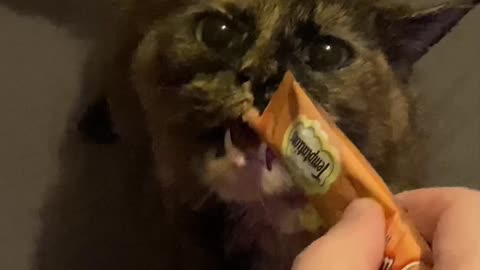 Cat is OBSESSED with Kitty Gogurt