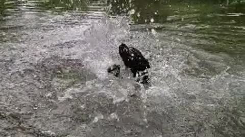 Dog Goes Swimming for First Time