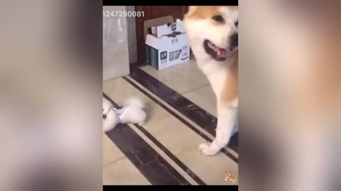 Cute Dogs---Funny Pets Collection