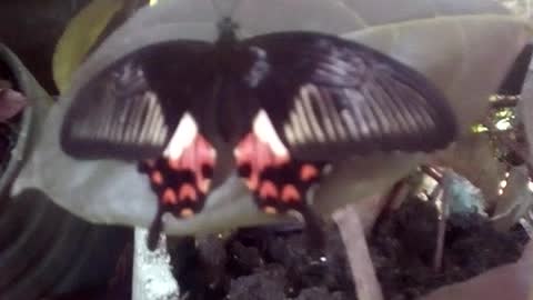 a Papilio iswara caught resting in our garden