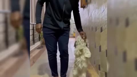 Funny walking of dog..🐩|| cute walking of dog..😄
