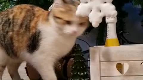 the cat plays with christmas