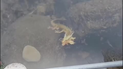 Real Dragon found under water