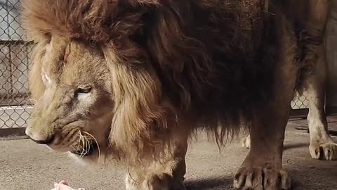 Funny king lion eat food #short