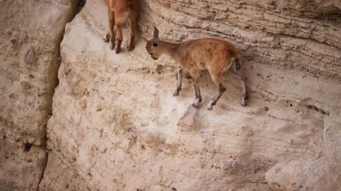 Baby ibex descends mountains to escape a fox
