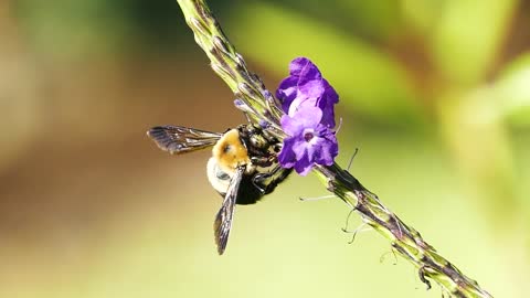 Bumblebee Insect Bug Animal Wildlife Nectar