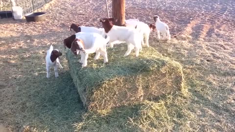 Baby Goats Playing, Running and Jumping Compilation