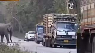 Elephants in Cambodia Collect Road Toll