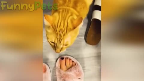 funniest cat and dog😹🐶-best funniest animal videos 2023 😂