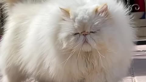 Cute cat viral funny video