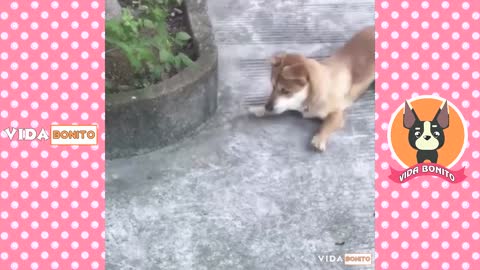 dogs and cats doing funny things