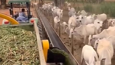 Amazing process of cow eating I nice animals video to see #shorts #animals