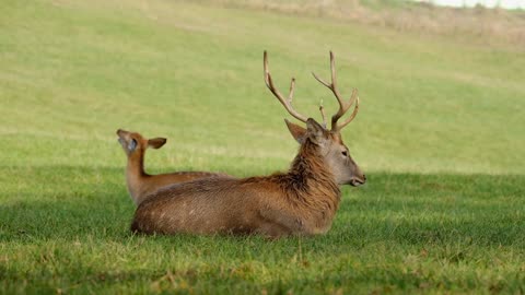 Fallow Deer Hirsch Antler Roe Deer Meadow