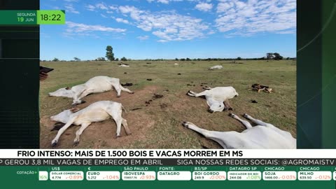 Frio intenso: mais de 1.500 bois e vacas morrem em MS