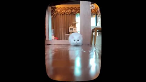 Adorable Baby Cat Moments: Heartwarming Cuteness and Playful Antics