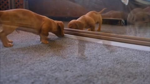 The reaction of a dog that sees himself in mirrors.