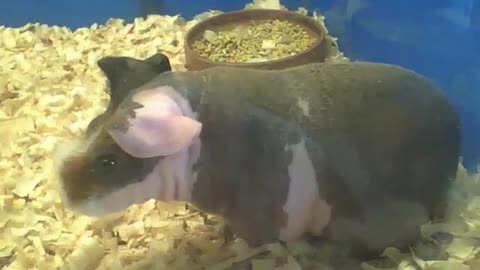 Skinny guinea pig is chewing something [Nature & Animals]