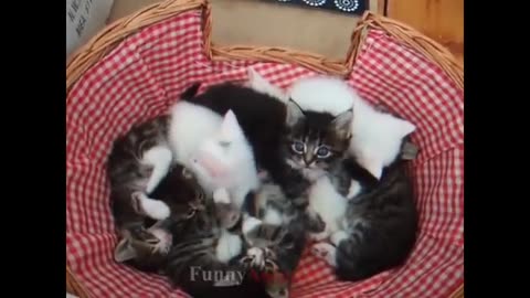 So many cute kittens videos compilation