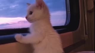 Shorts - Traveling Kitty