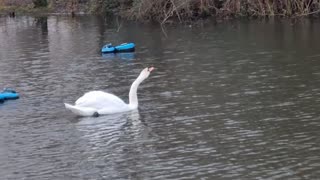 Mute Swan On A Lake In Great Britan.