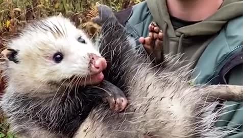 Fisherman Knows Everything About Opossums