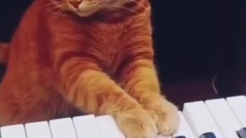 Cat palying piano 😻😻😽😽(FUNNY)